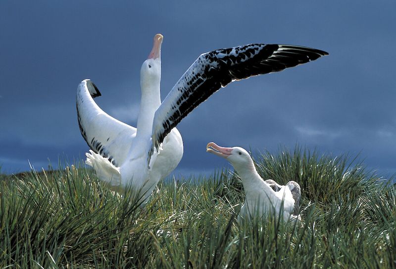 Wandering Albatross