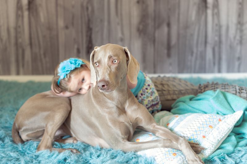 Weimaraner