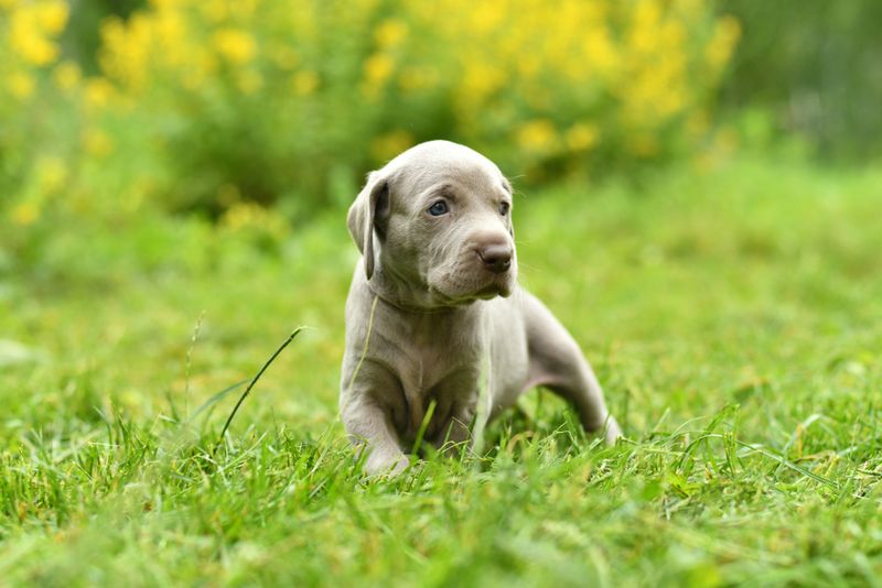 Weimaraner