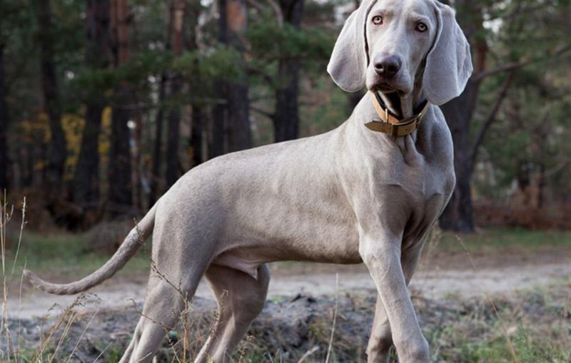 Weimaraner