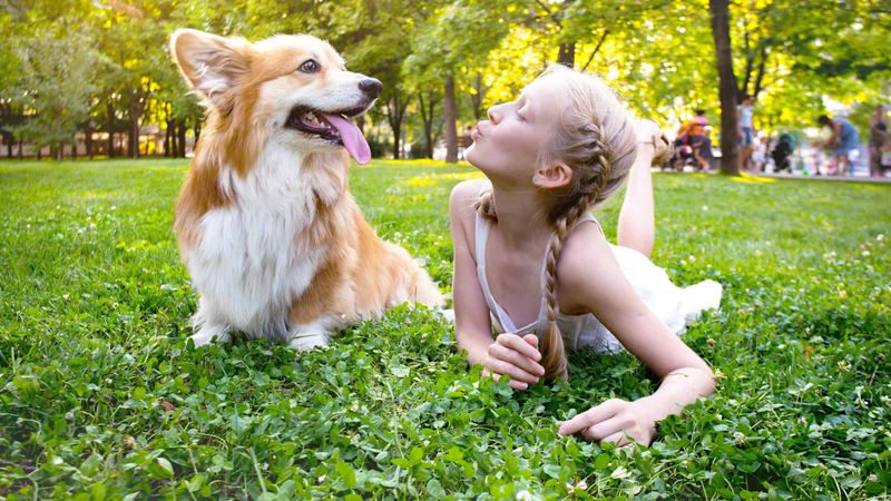Welsh Corgi