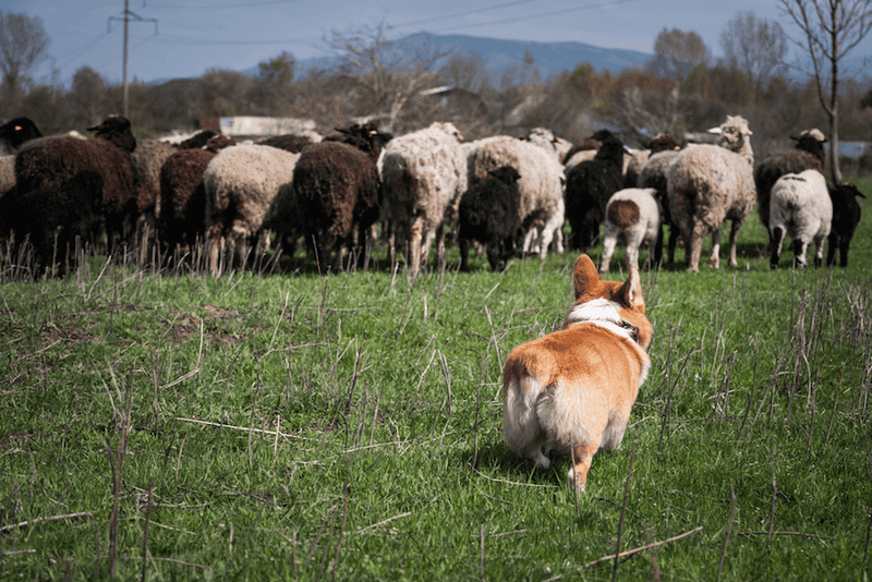 Welsh Corgi