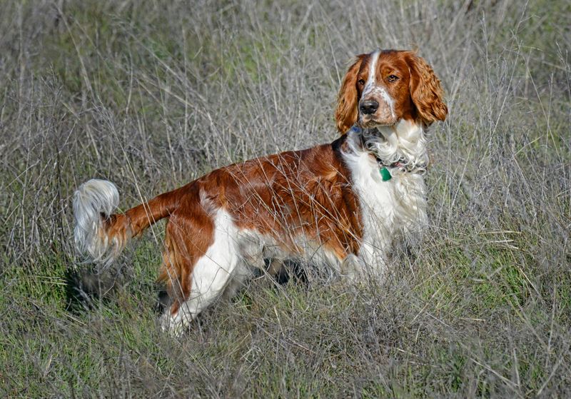 Welsh Springer Spaniel