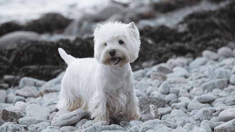 West Highland White Terrier