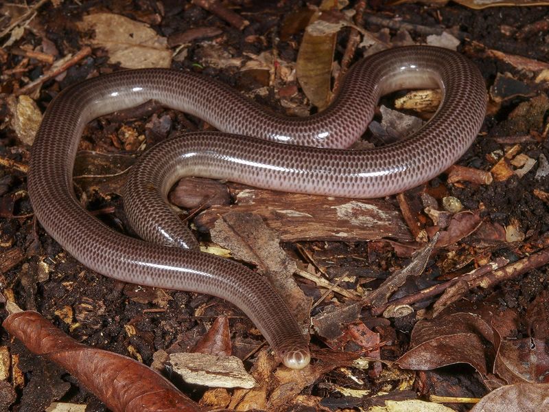 Western Blind Snake