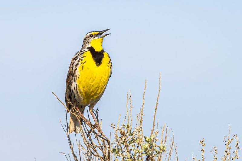 Western Meadowlark