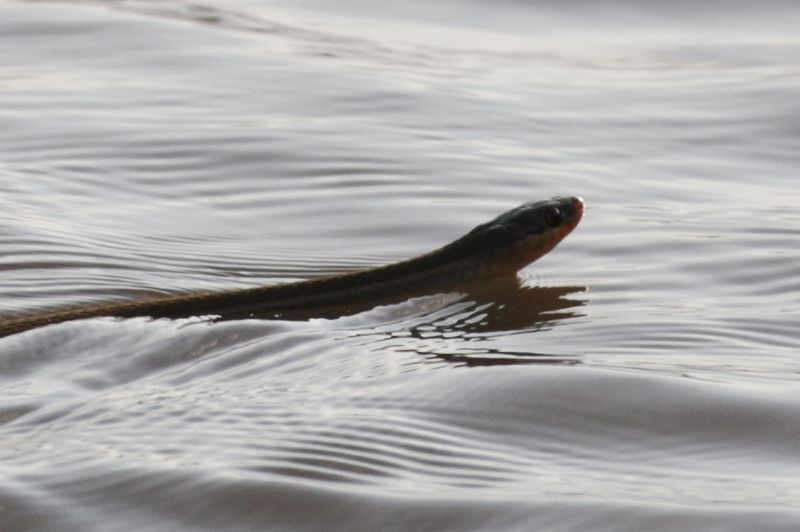 Western Ribbon Snake
