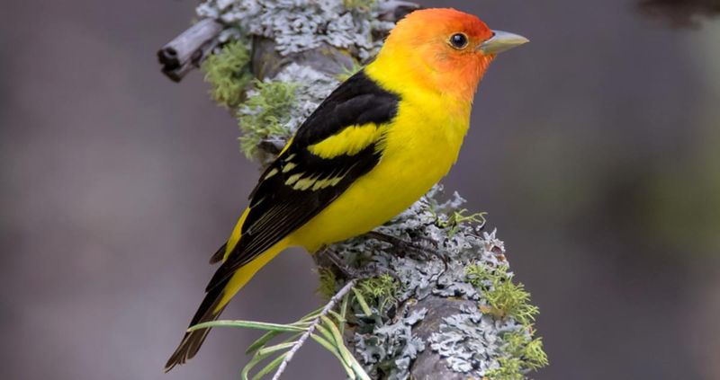 Western Tanager