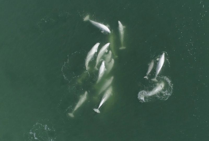 Whales