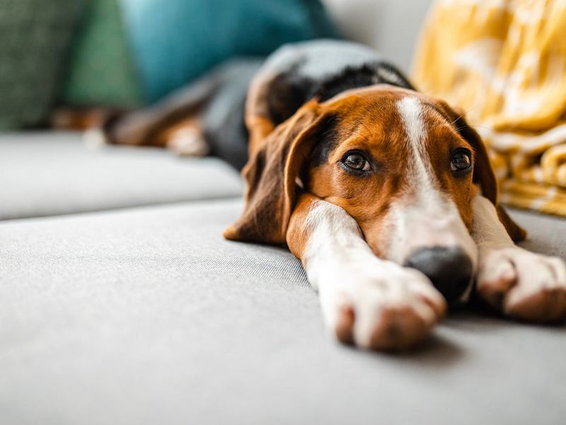 What does it mean when my dog sighs?