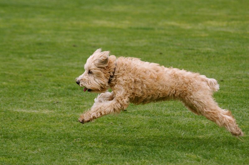 Wheaten Terrier