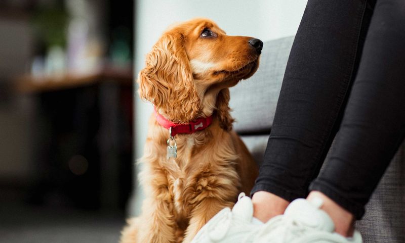 Whining or Whimpering