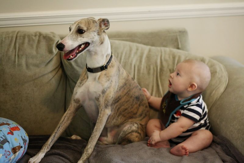 Whippet