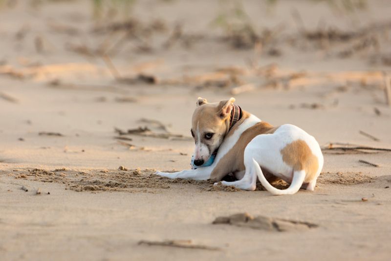 Whippet