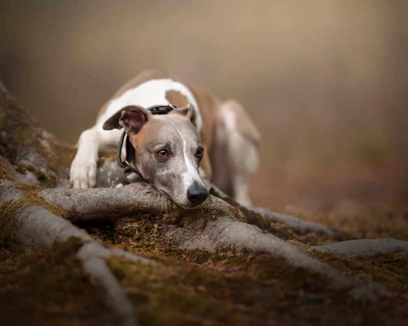 Whippet