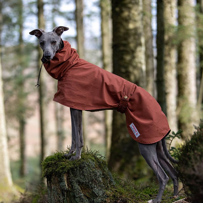 Whippet