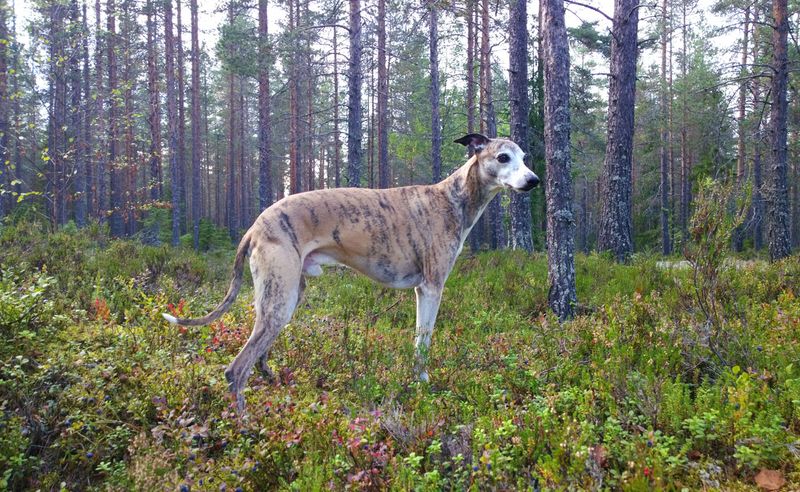 Whippet