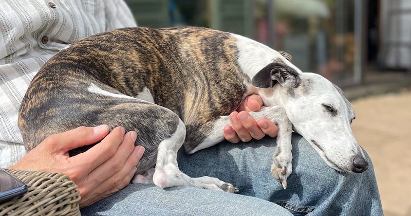 Whippet