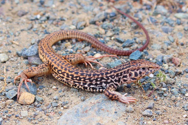 Whiptail Lizard