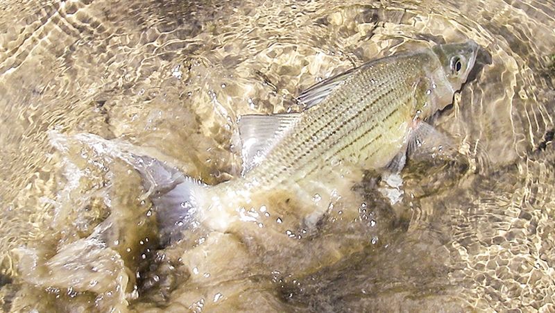 White Bass