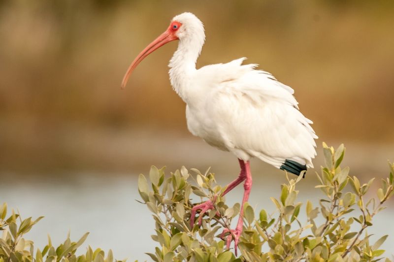 White Ibis