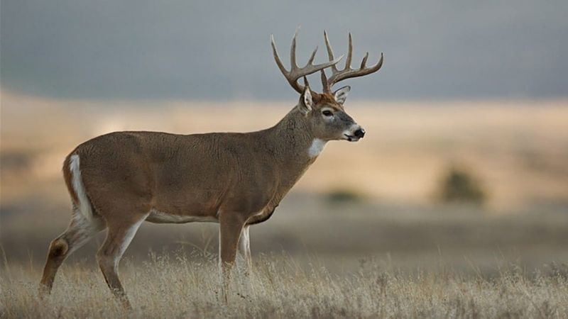 White-tailed Deer