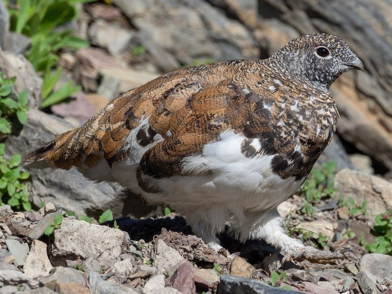 White-tailed Ptarmigan