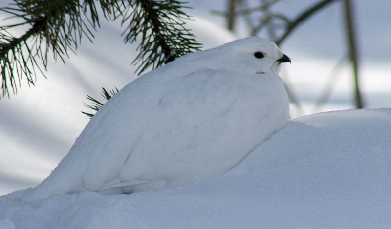 White-tailed Ptarmigan