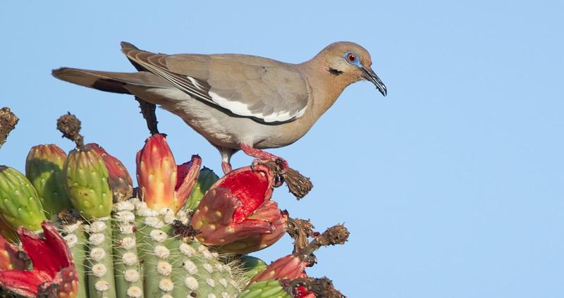 White-winged Dove