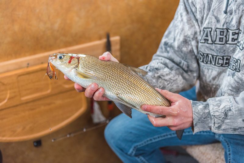 Whitefish