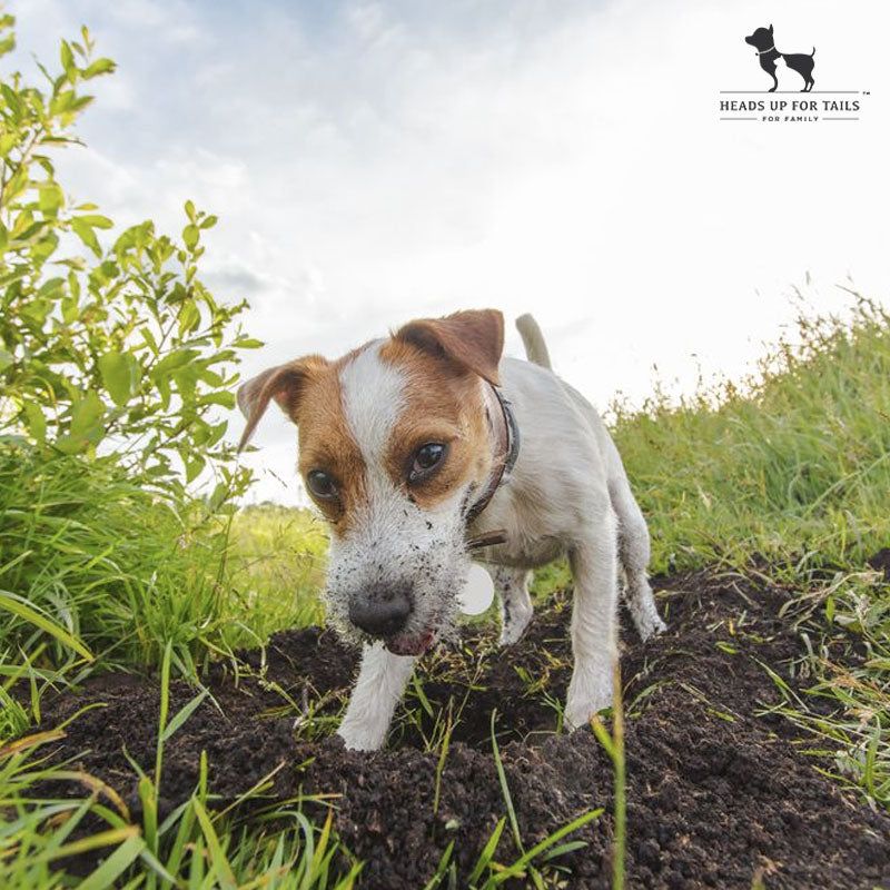 Why do dogs bury their food?
