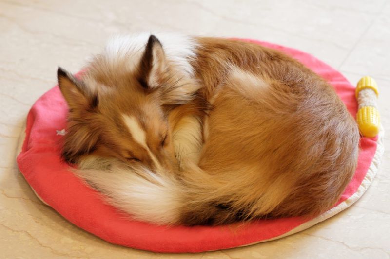 Why do dogs circle before lying down?