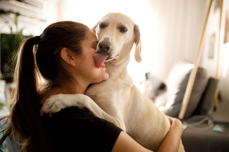 Why do dogs lick their owners?