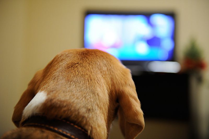 Why does my dog bark at the TV?