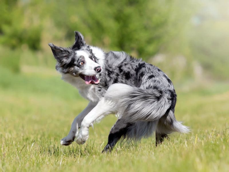 Why does my dog chase its tail?