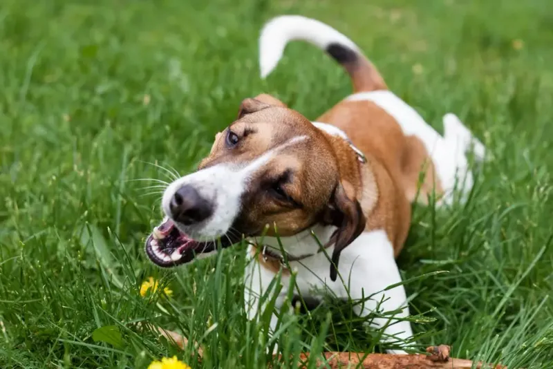 Why does my dog eat grass?