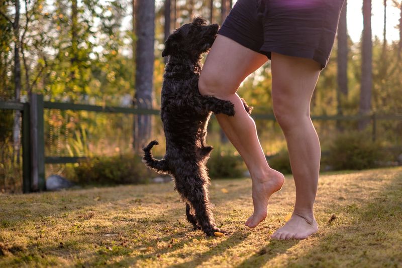 Why does my dog hump?