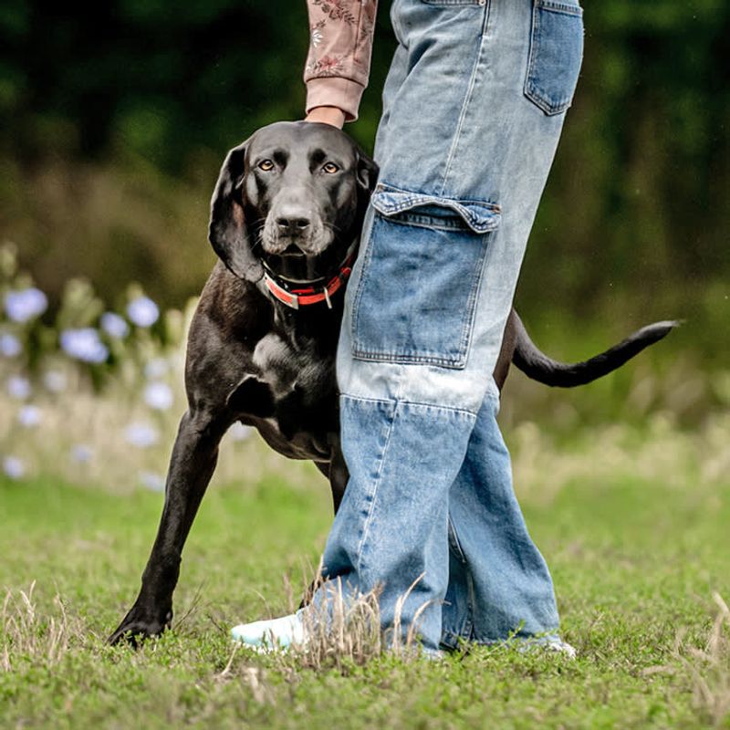 Why does my dog lean on me?