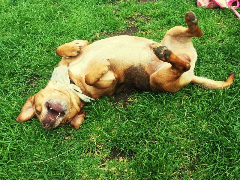 Why does my dog roll in smelly things?