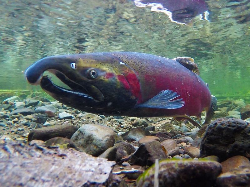 Wild Alaskan Coho Salmon