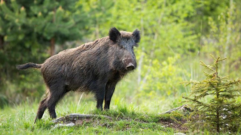 Wild Boar