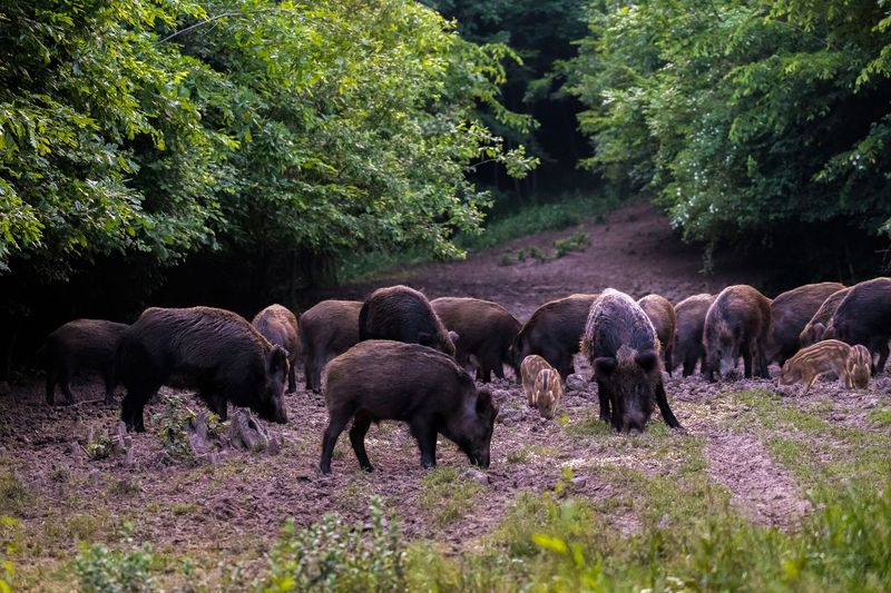 Wild Boar