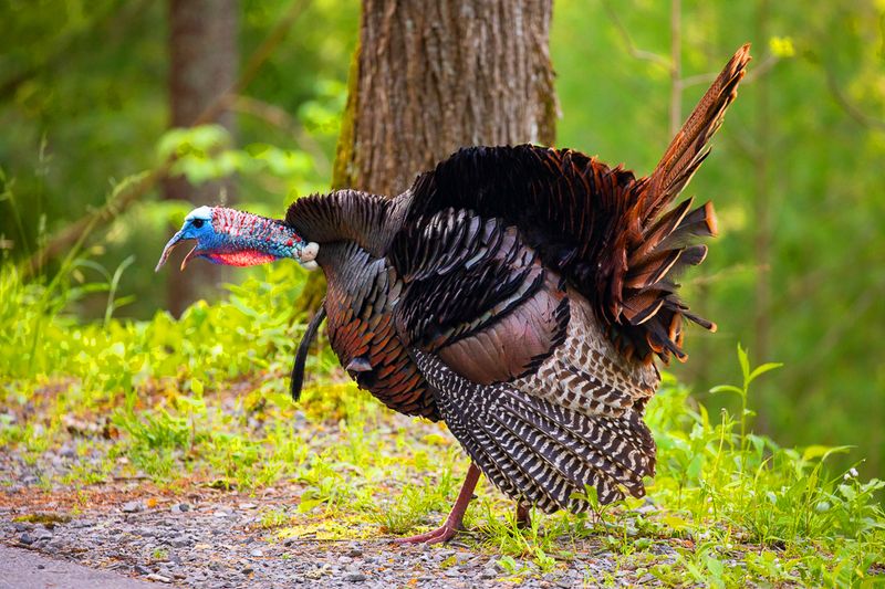 Wild Turkey