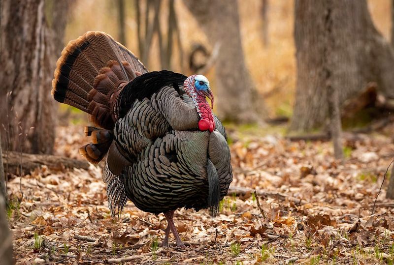 Wild Turkey
