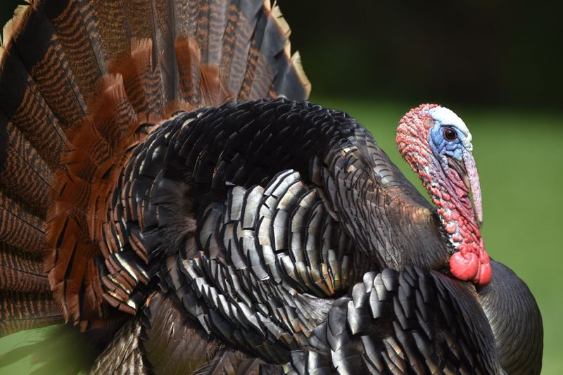 Wild Turkey