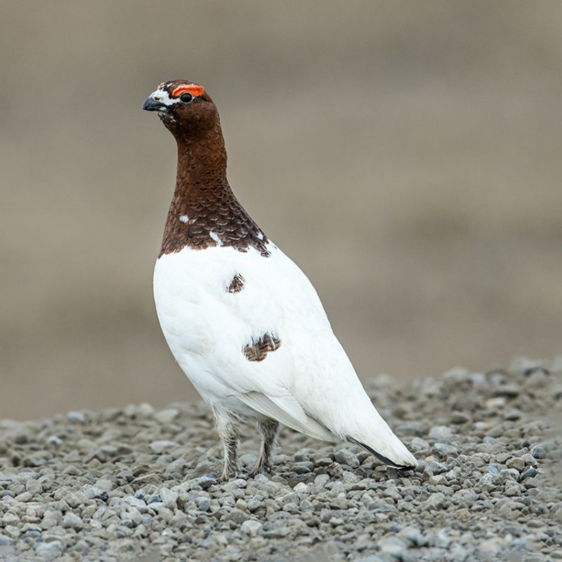 Willow Ptarmigan