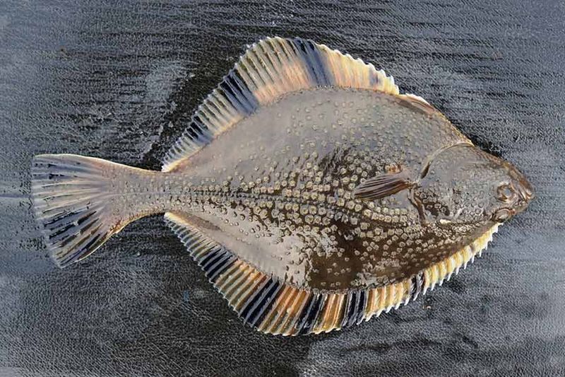 Winter Flounder