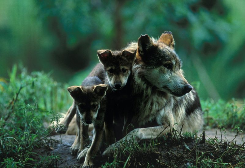 Wolf