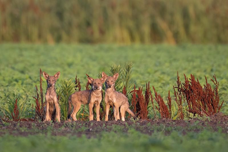 Wolf Conservation Efforts