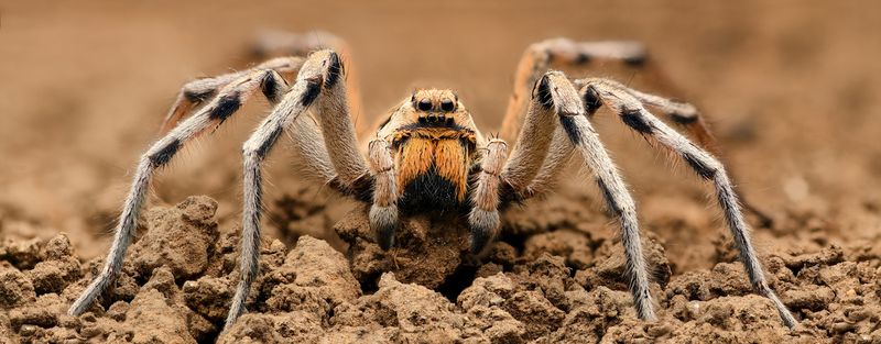 Wolf Spider